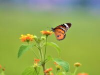 Teaching Pre-Schoolers to Pray in Nature