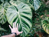 Exploring God’s Creation with Preschoolers