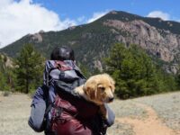 Top Pet-Friendly Family Destinations