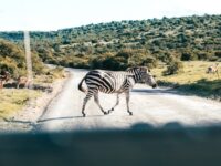 Eco-Friendly Family Safari Tour Practices