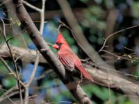 Bird Watching with Kids: A Practical Parent’s Guide