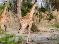 Conservation Projects to Support on Safari