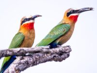 Top 10 Budget-Friendly Bird Watching Spots for Parents & Kids