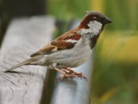 City Bird Watching with Your Child