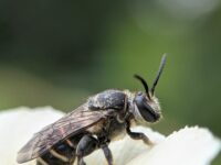 Macro Photography: Capturing Insects and Wildlife