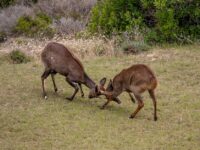 Respectful Wildlife Observation & Photography Tips