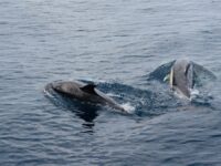 Affordable Family Cruises: Ocean Wildlife Watching