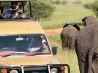 Affordable African Wildlife Park Tips for Teens